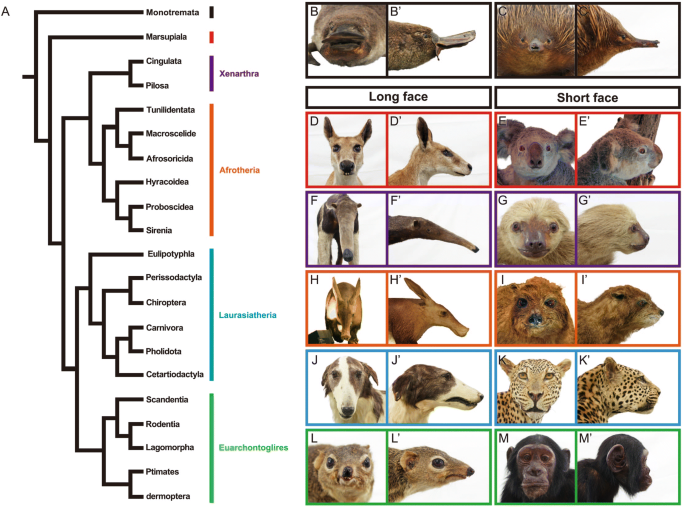 Creating diversity in mammalian facial morphology: a review of potential  developmental mechanisms | EvoDevo | Full Text