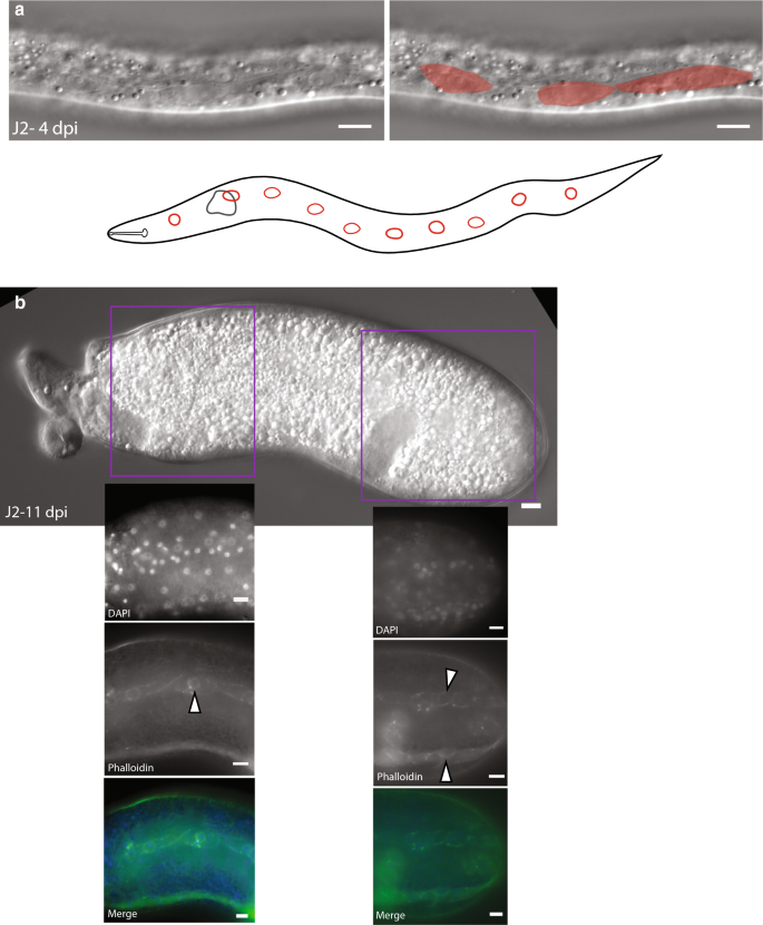 figure 16