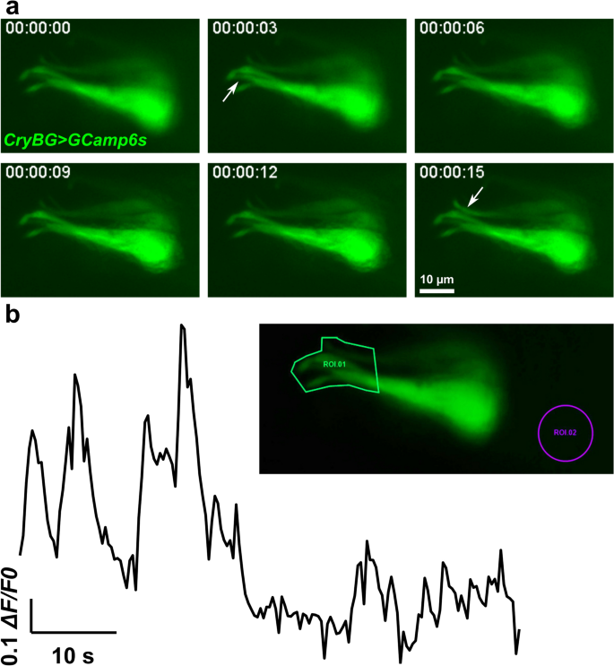 Expression Of Smooth Muscle Like Effectors And Core Cardiomyocyte Regulators In The Contractile Papillae Of Ciona Evodevo Full Text