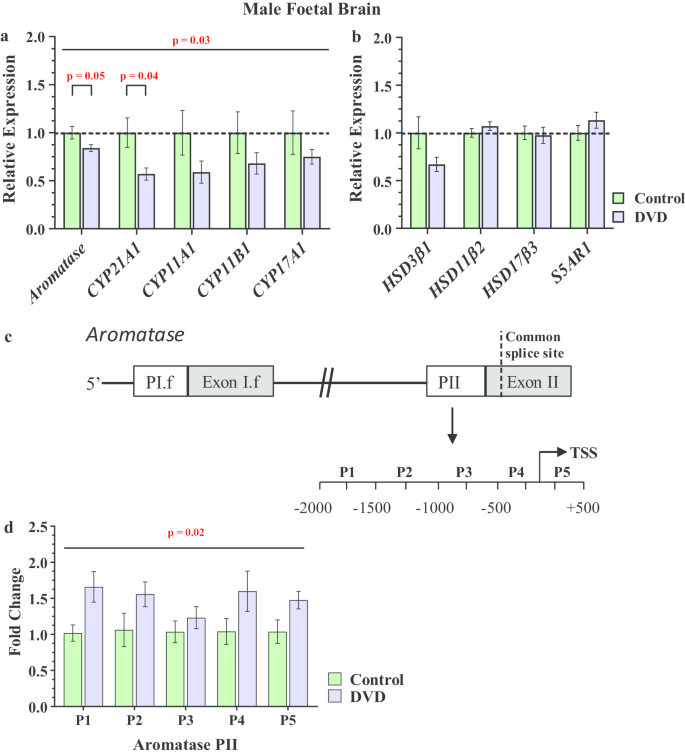 Developmental Vitamin D Deficiency Increases Foetal Exposure To Testosterone Molecular Autism Full Text