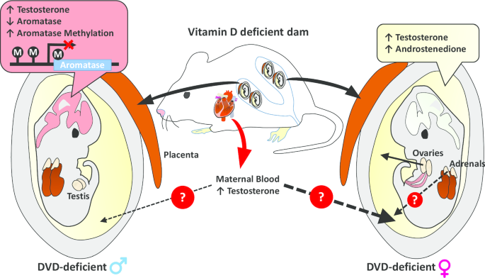 Developmental vitamin D deficiency increases foetal exposure to testosterone  | Molecular Autism | Full Text