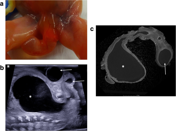 figure 19