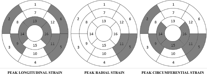 Layer‐specific strain echocardiography may reflect regional myocardial  impairment in patients with hypertrophic cardiomyopathy, Cardiovascular  Ultrasound