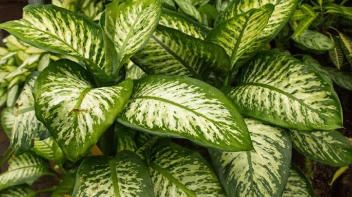 where can i buy indoor plants near me Money Tree Plant with Planter - Small (12"-16" tall) Cream Planter