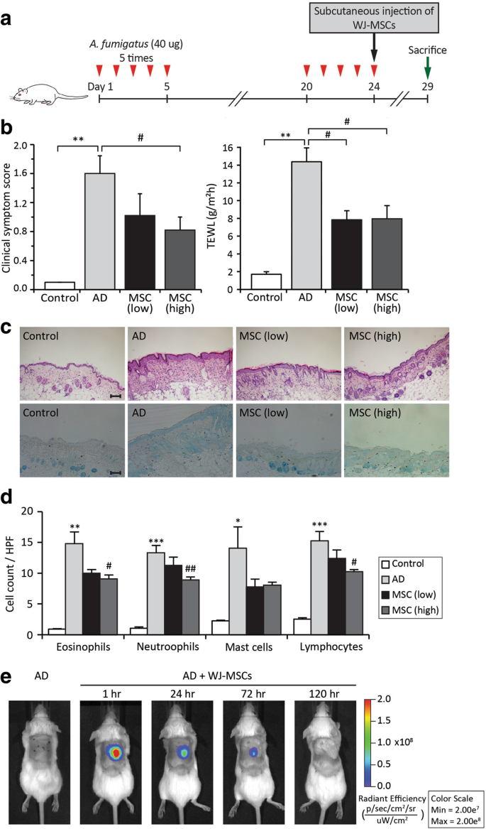 Fc gamma receptor IIa suppresses type I and III interferon production by  human myeloid immune cells - Newling - 2018 - European Journal of  Immunology - Wiley Online Library