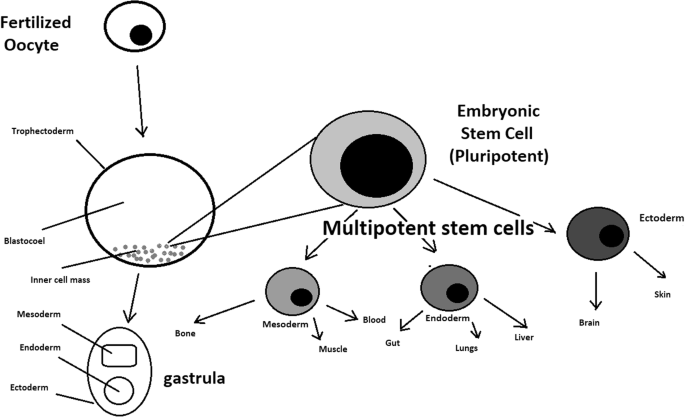 Stem Cells Past Present And Future Stem Cell Research Therapy Full Text