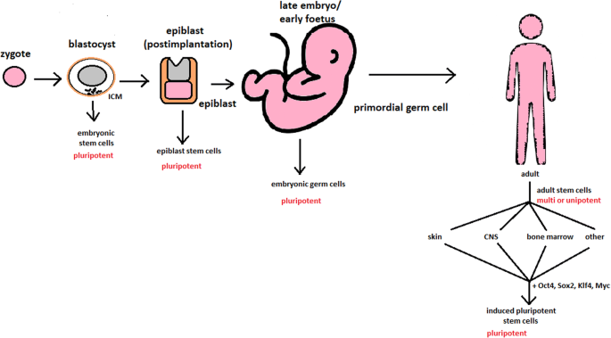 embryonic stem cells diagram