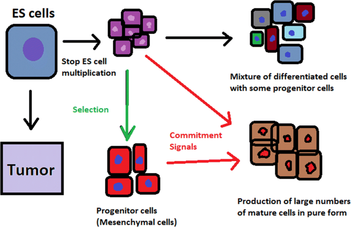 Stem Cells Past Present And Future Stem Cell Research Therapy Full Text