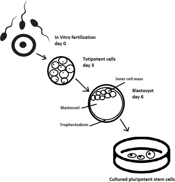 embryonic stem cells diagram