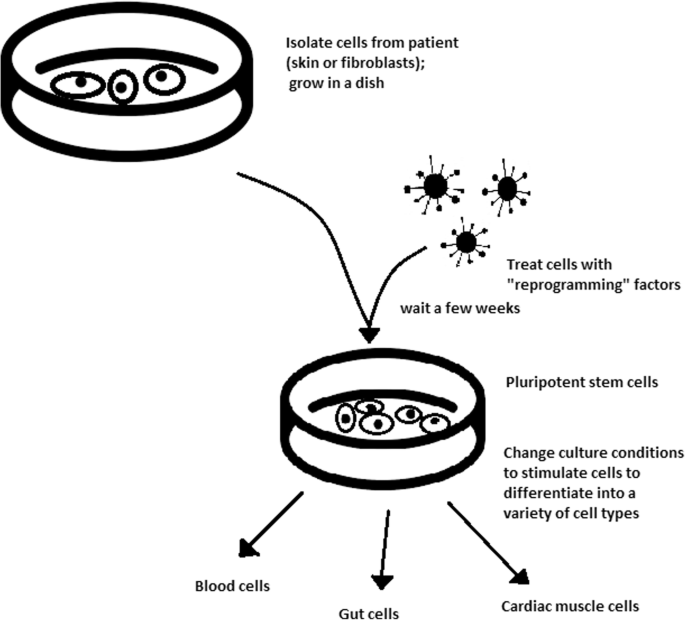 embryonic stem cells diagram