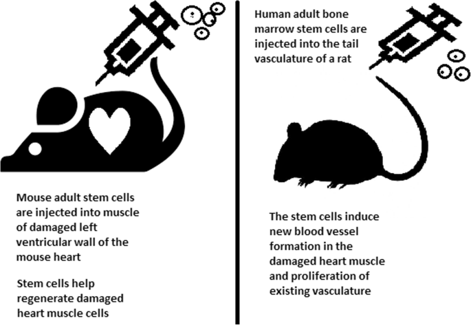 Stem cells: past, present, and future   Stem Cell Research