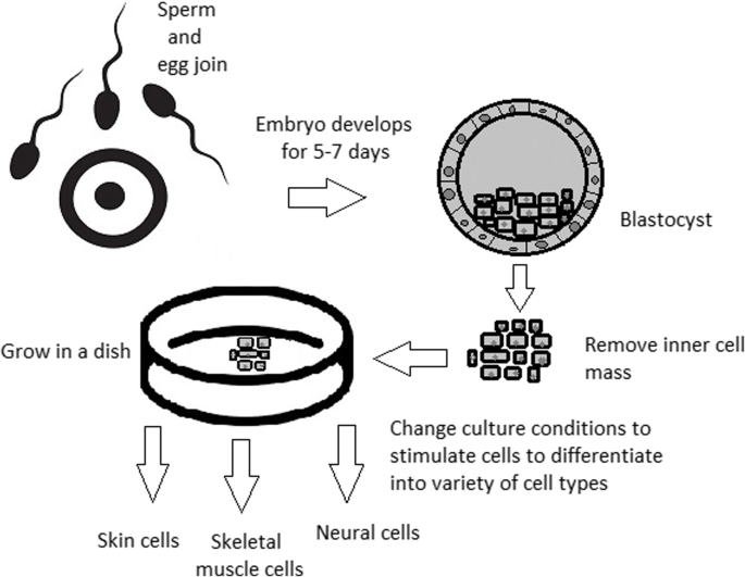 embryonic stem cells diagram