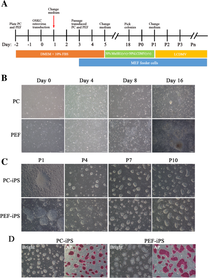 Generation Of Pig Induced Pluripotent Stem Cells Using An Extended Pluripotent Stem Cell Culture System Stem Cell Research Therapy Full Text