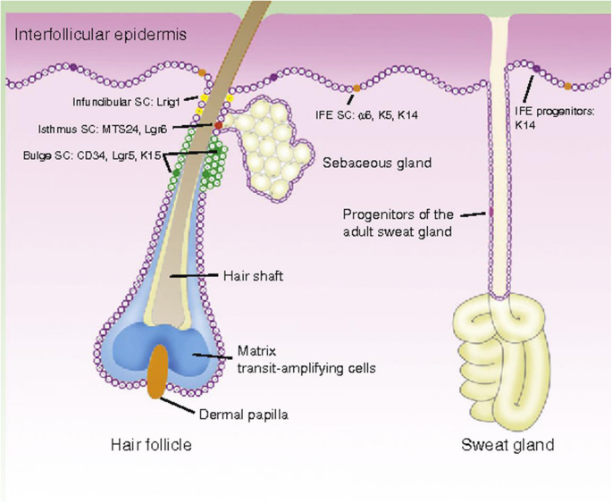 Diseases on Hair Follicles Leading to Hair Loss Part I