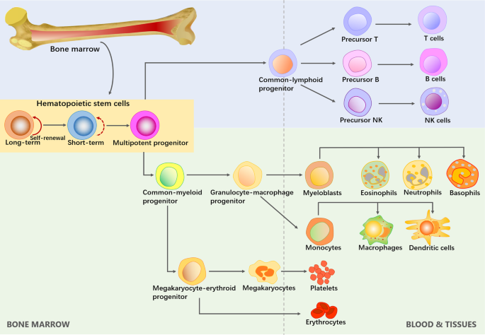 bone marrow hematopoietic stem cells