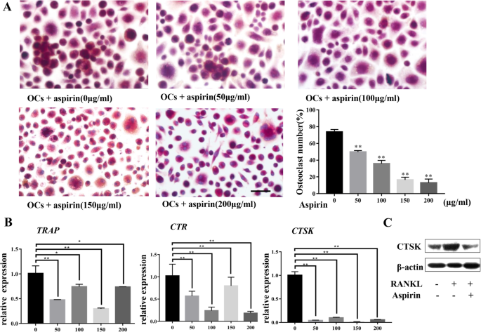 Osteoclast