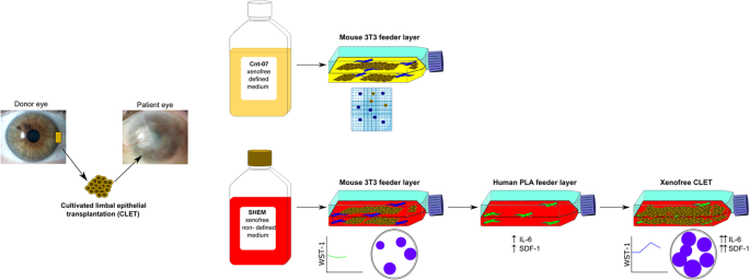 Xenofree Generation Of Limbal Stem Cells For Ocular Surface