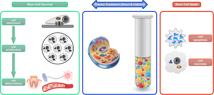 The influence of plasma treatment on the survival and death of stem cells. The box in the middle depicts the two main strategies of plasma treatment, directly on the cells and indirectly on the cell niche; the box on the left highlights the main events during stem cell survival, whereas the box on the right covers the main forms of stem cell death