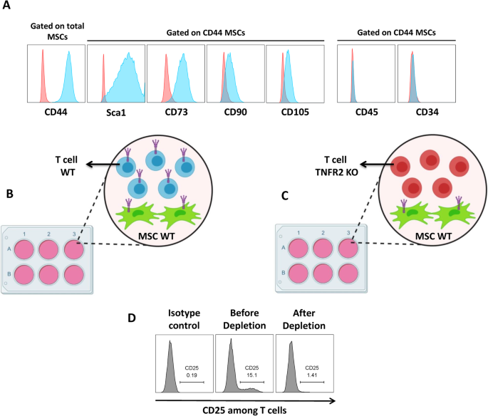 Regulatory T cell induction by mesenchymal stem cells depends on the  expression of TNFR2 by T cells | Stem Cell Research & Therapy | Full Text