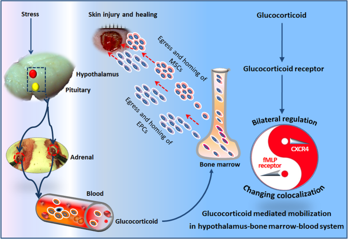 Glucocorticoid guides mobilization of bone marrow stem/progenitor cells via  FPR and CXCR4 coupling | Stem Cell Research & Therapy | Full Text