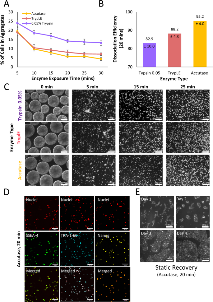 Overcoming Bioprocess Bottlenecks In The Large Scale Expansion Of High Quality Hipsc Aggregates In Vertical Wheel Stirred Suspension Bioreactors Stem Cell Research Therapy Full Text Overcoming Bioprocess Bottlenecks In The Large Scale Expansion Of High Quality Hipsc Aggregates In Vertical Wheel Stirred Suspension Bioreactors Stem Cell Research Therapy Full Text