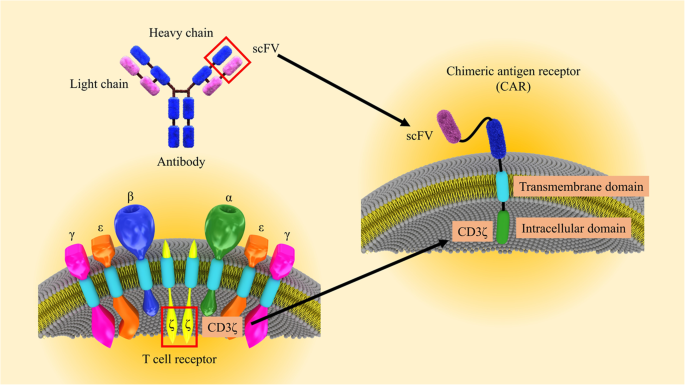 CAR T cells in solid tumors: challenges and opportunities