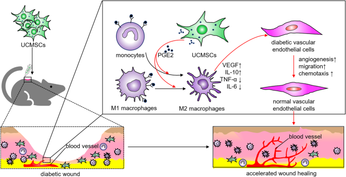 Wound Healing and Skin Physiology