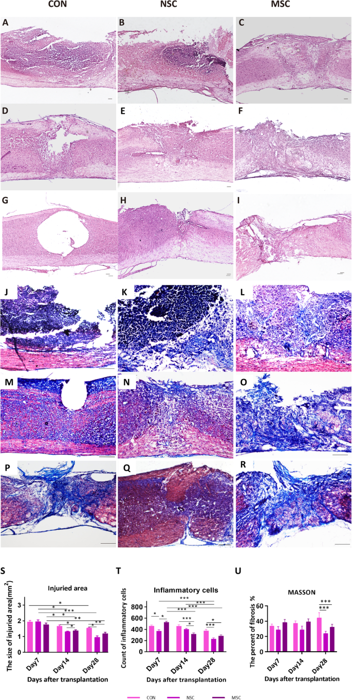 Hipsc Derived Nscs Effectively Promote The Functional Recovery Of Acute Spinal Cord Injury In Mice Stem Cell Research Therapy Full Text