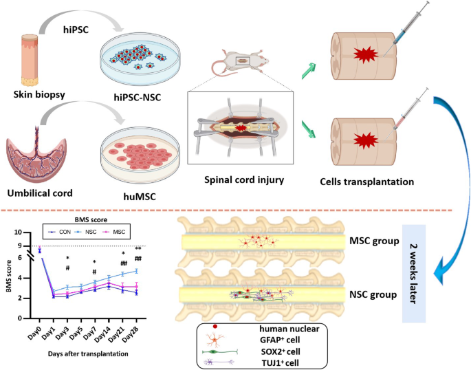 hiPSC-derived NSCs effectively promote the functional recovery of acute spinal  cord injury in mice | Stem Cell Research & Therapy | Full Text