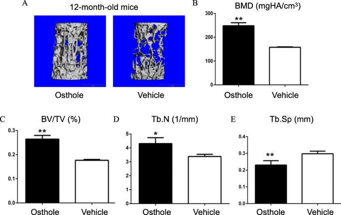 Osthole Enhances The Bone Mass Of Senile Osteoporosis And Stimulates The Expression Of Osteoprotegerin By Activating B Catenin Signaling Stem Cell Research Therapy Full Text