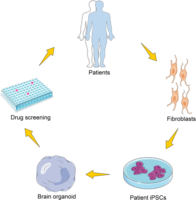 Brain-Region-Specific Organoids Using Mini-bioreactors for Modeling ZIKV  Exposure: Cell