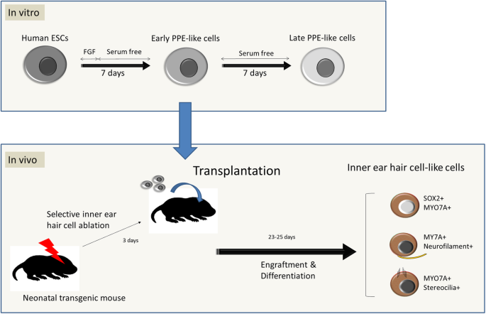 Selective ablation of cochlear hair cells promotes engraftment of human  embryonic stem cell-derived progenitors in the mouse organ of Corti | Stem  Cell Research & Therapy | Full Text
