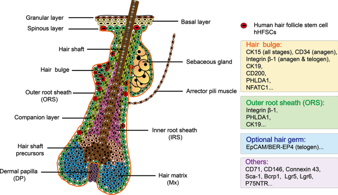 A systematic summary of survival and death signalling during the life of  hair follicle stem cells | Stem Cell Research & Therapy | Full Text