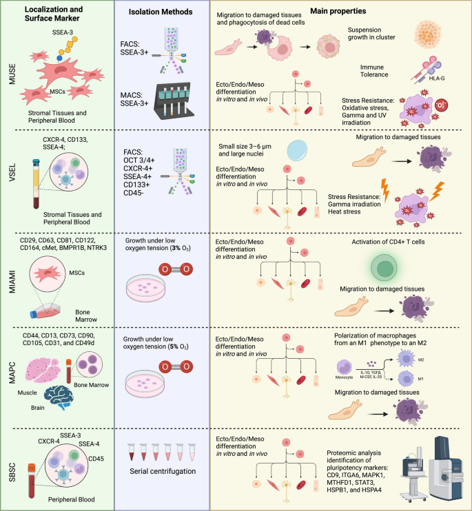studies on stem cells research and therapy figure 1