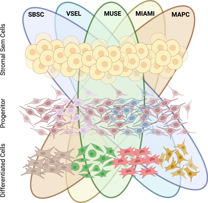studies on stem cells research and therapy figure 2