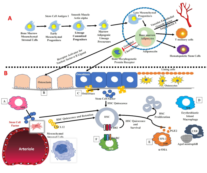 stem cell research for diabetes type 2 figure 1