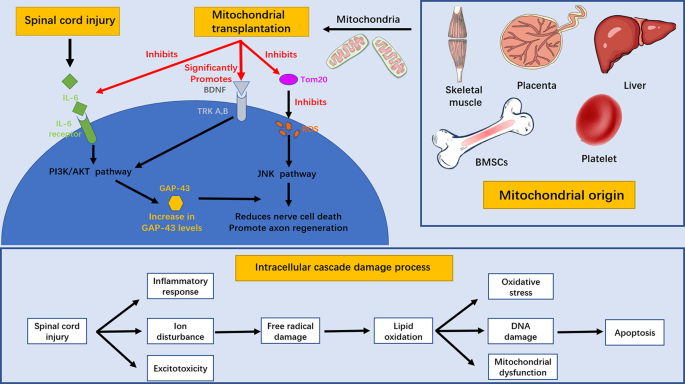 Mechanism and prospects of mitochondrial transplantation for spinal ...