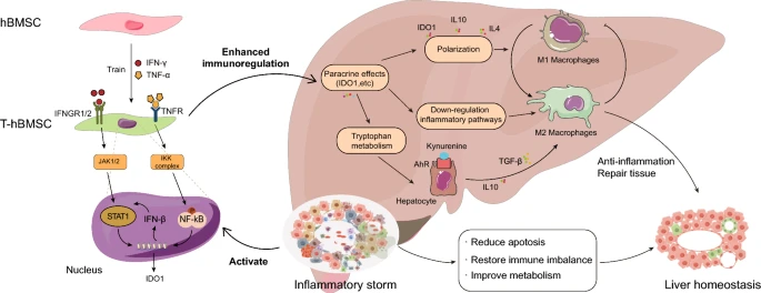 Trained human bone marrow mesenchymal stem cells restore tissue immuno-microenvironment in fulminant hepatic failure mice