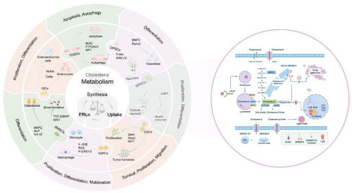 Cholesterol metabolism on stem cell fate determination: a frontier ...