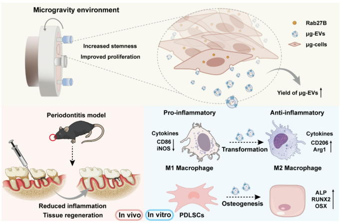 Microgravity-driven Rab27B activation amplifies mesenchymal stem cell ...