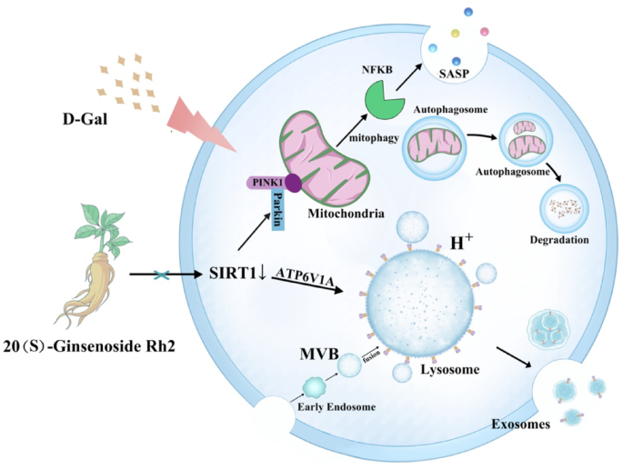 Ginsenoside Rh2 inhibits mesenchymal stem cell senescence by regulating ...