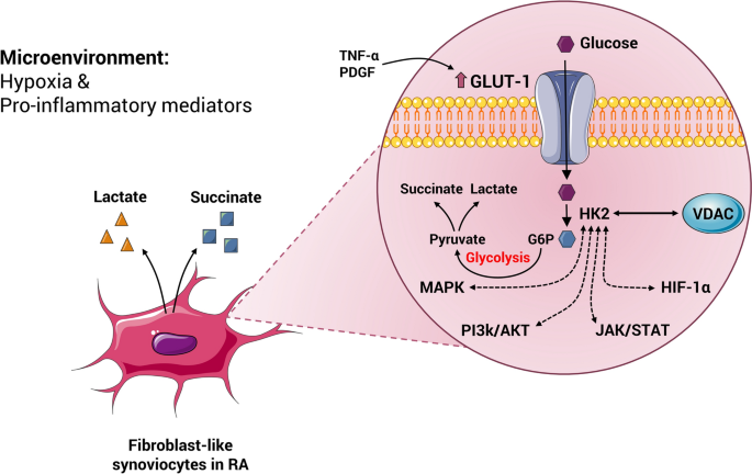 Exploring the role of monocyte chemoattractant protein-1 in fibroblast-like  synovial cells in rheumatoid arthritis [PeerJ]