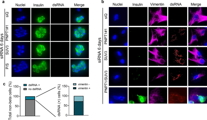 Endogenous Mitochondrial Double Stranded Rna Is Not An Activator Of The Type I Interferon Response In Human Pancreatic Beta Cells Autoimmunity Highlights Full Text