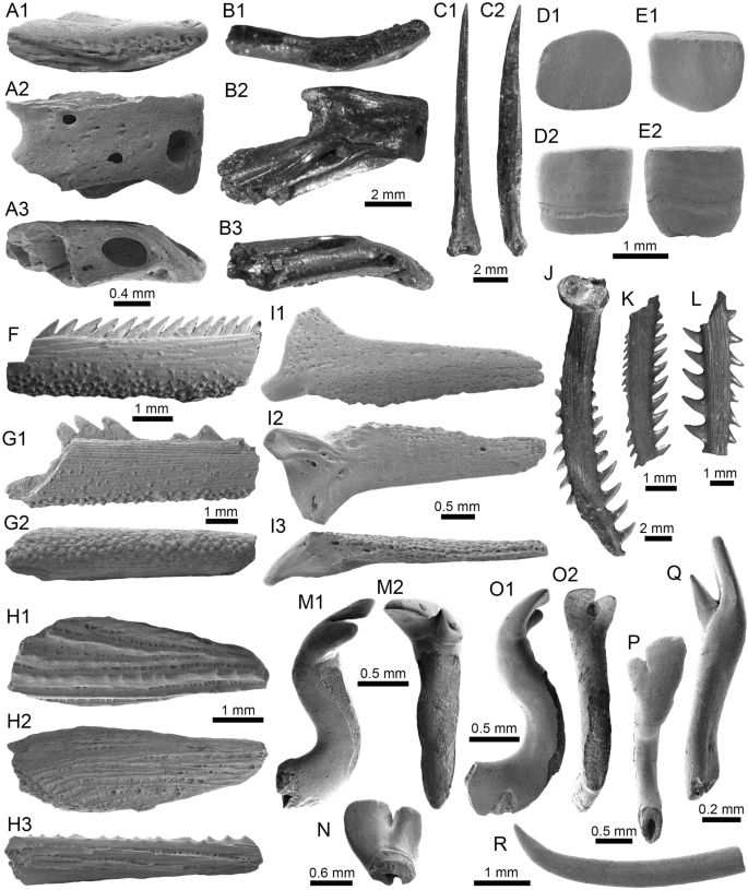 A historical vertebrate collection from the Middle Miocene of the Peruvian  Amazon | Swiss Journal of Palaeontology | Full Text
