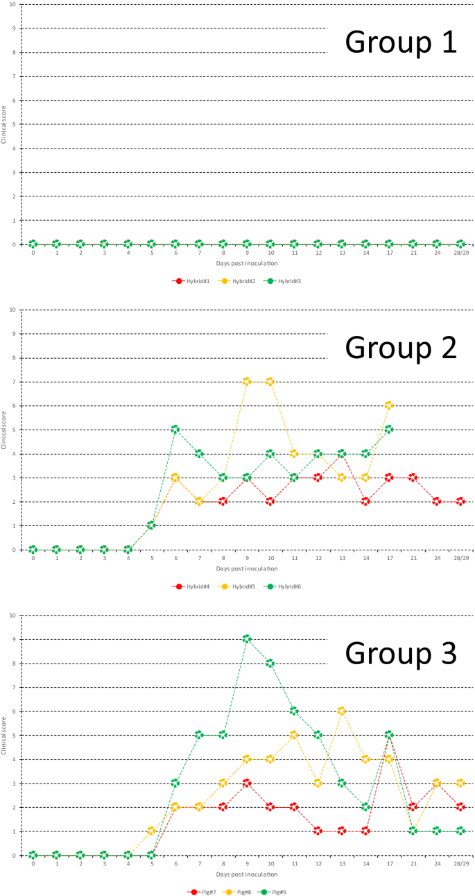 Toward Better Control Of Classical Swine Fever In Wild Boars Susceptibility Of Boar Pig Hybrids To A Recent Japanese Isolate And Effectiveness Of A Bait Vaccine Veterinary Research Full Text Toward Better Control Of Classical Swine Fever In Wild Boars Susceptibility Of Boar Pig Hybrids To A Recent Japanese Isolate And Effectiveness Of A Bait Vaccine Veterinary Research Full Text