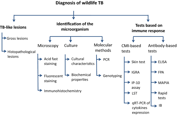 Diagnosis of tuberculosis in wildlife: a systematic review | Veterinary Research | Full Text Diagnosis of tuberculosis in wildlife: a systematic review | Veterinary Research | Full Text