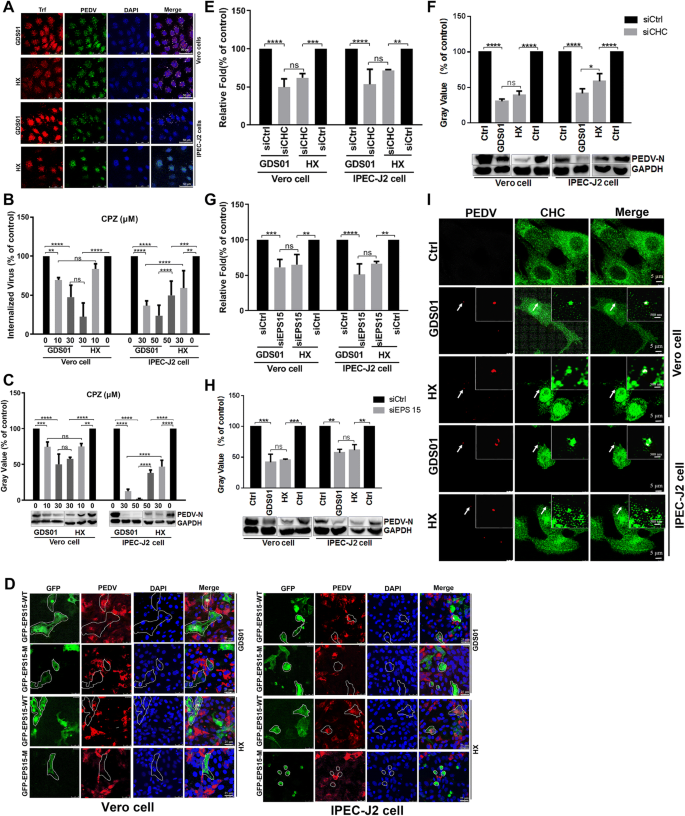 Pedv Enters Cells Through Clathrin Caveolae And Lipid Raft Mediated Endocytosis And Traffics Via The Endo Lysosome Pathway Veterinary Research Full Text