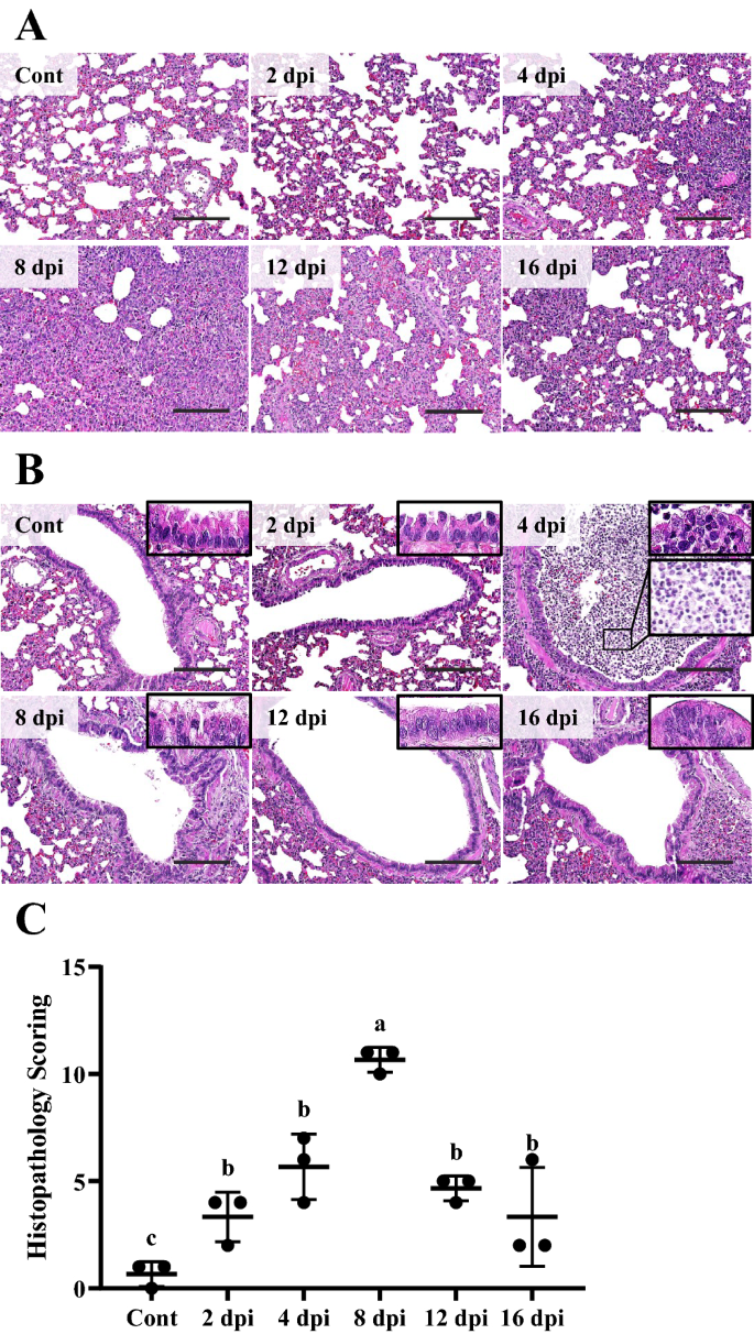 Age-specific survival curves for male and female Syrian hamsters of the