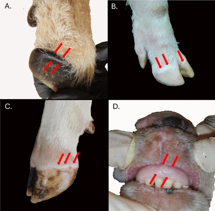 The pathogenesis of foot-and-mouth disease virus: current understandings  and knowledge gaps | Veterinary Research | Full Text