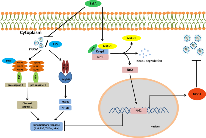 Mkrn1 Salvianolic acid A inhibits PRRSV replication via binding to Keap1 to ...